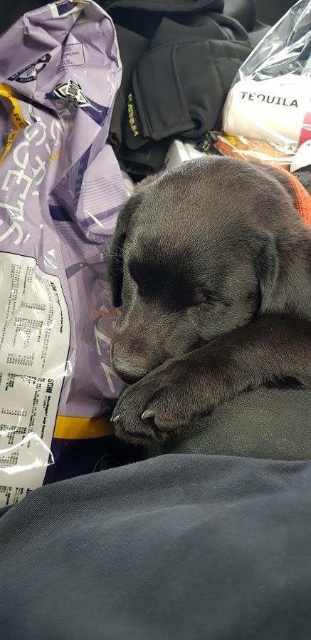 Labrador retriever Pinnmoors Perry Tequila - Zzzzz billede 3