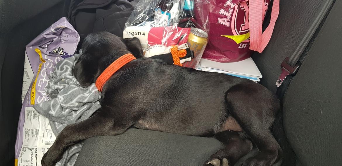 Labrador retriever Pinnmoors Perry Tequila - Det grå tæppe har mor og søster ligget på :-) billede 4