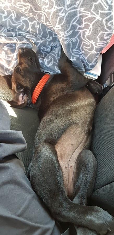 Labrador retriever Pinnmoors Perry Tequila billede 5