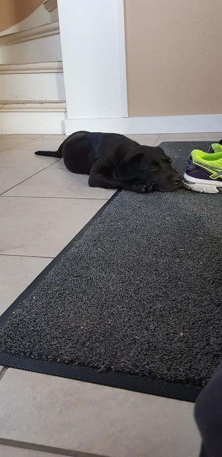 Labrador retriever Pinnmoors Perry Tequila billede 6