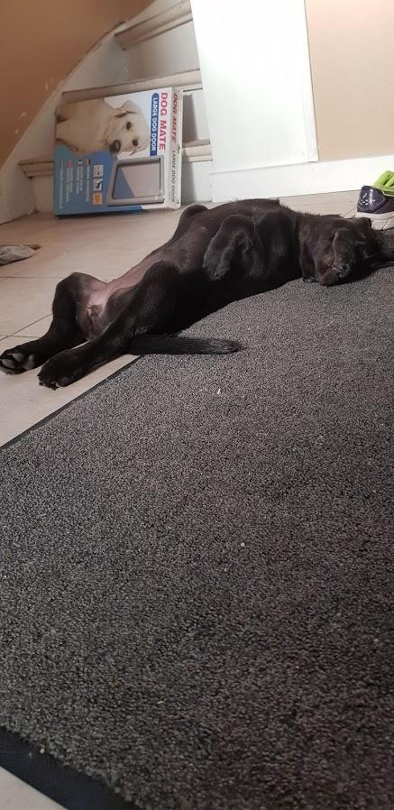 Labrador retriever Pinnmoors Perry Tequila billede 9