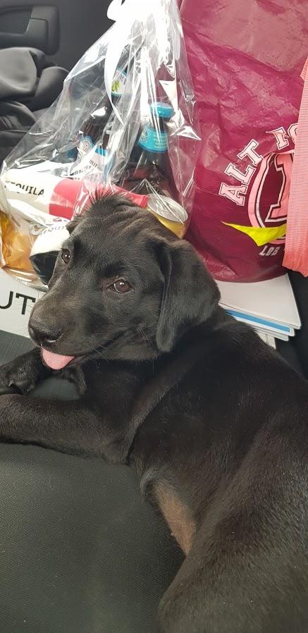 Labrador retriever Pinnmoors Perry Tequila - Omme på bagsædet med mig :-) billede 2