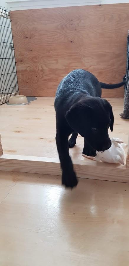 Labrador retriever Pinnmoors Perry Tequila billede 10