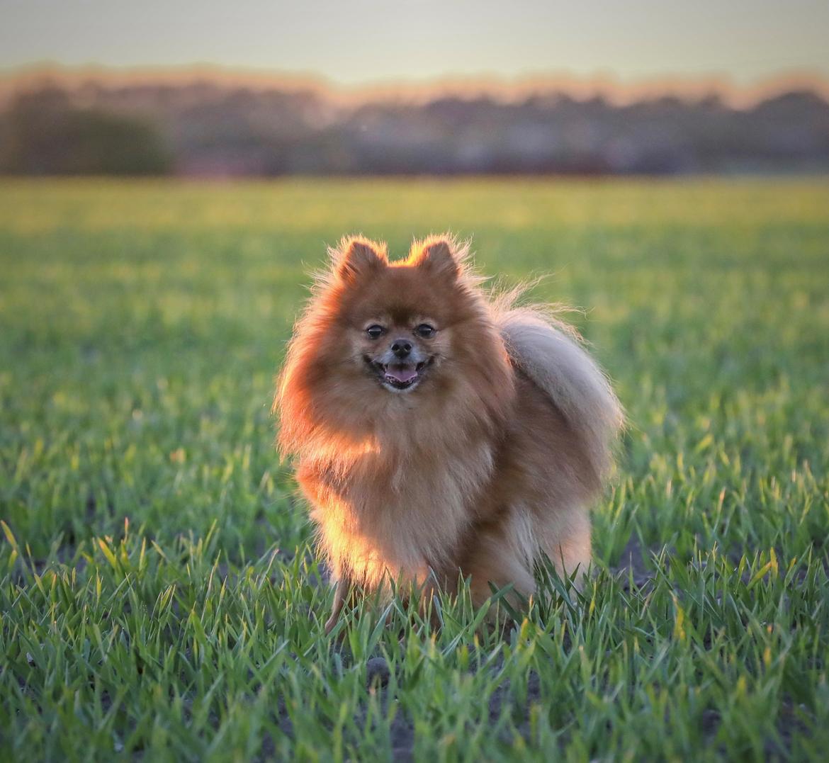 Pomeranian Topsy's Angel billede 2