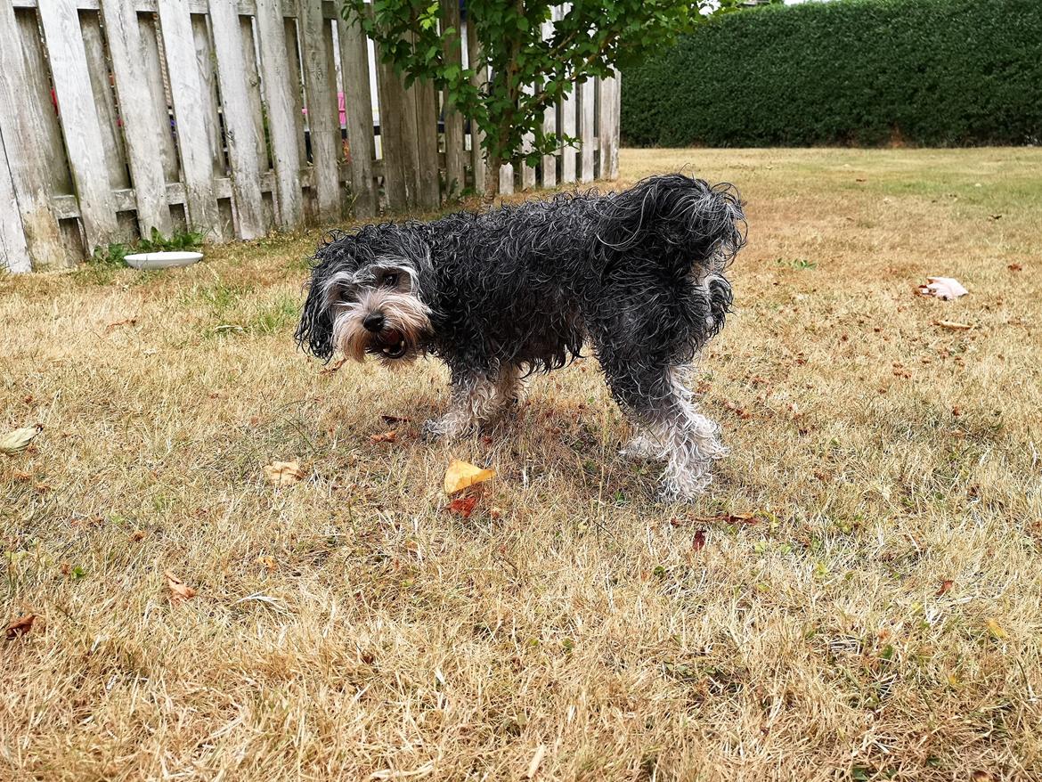 Løwchen Ella billede 18