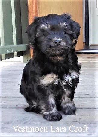 Løwchen Ella billede 2