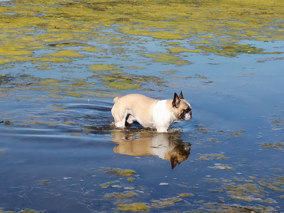 Fransk bulldog Viktor billede 1