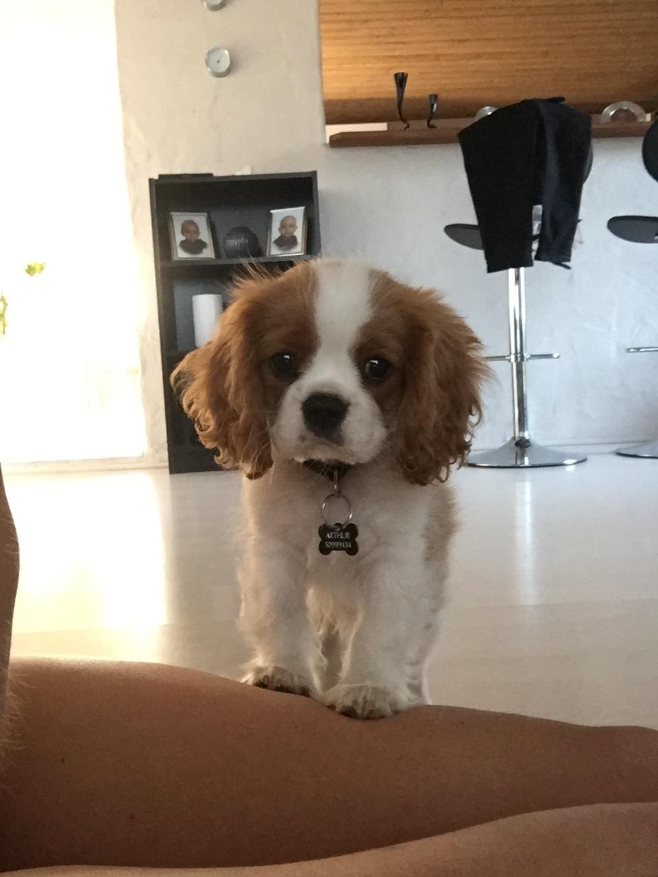 Cavalier king charles spaniel Arthur billede 9