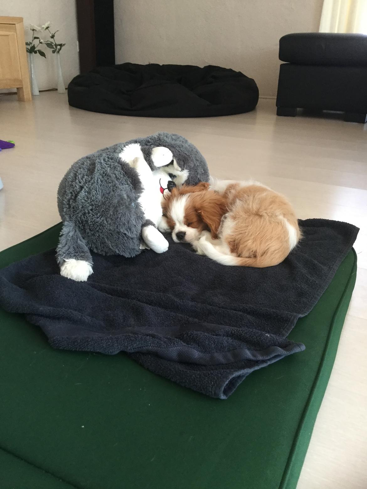 Cavalier king charles spaniel Arthur billede 10