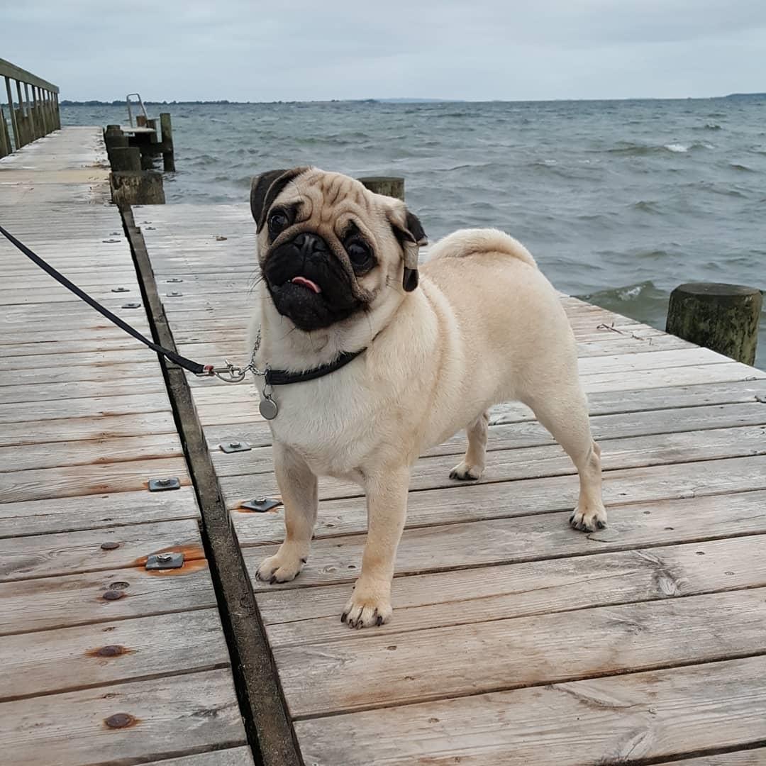 Mops Must Have Ove Sprogøe  - 7 1/2 mdr billede 9