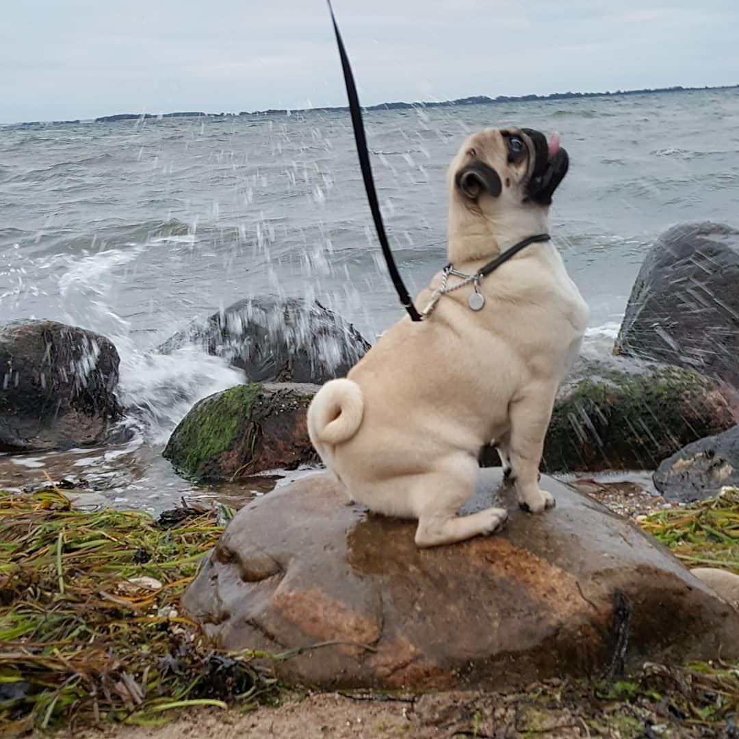 Mops Must Have Ove Sprogøe  - 7 1/2 mdr billede 10