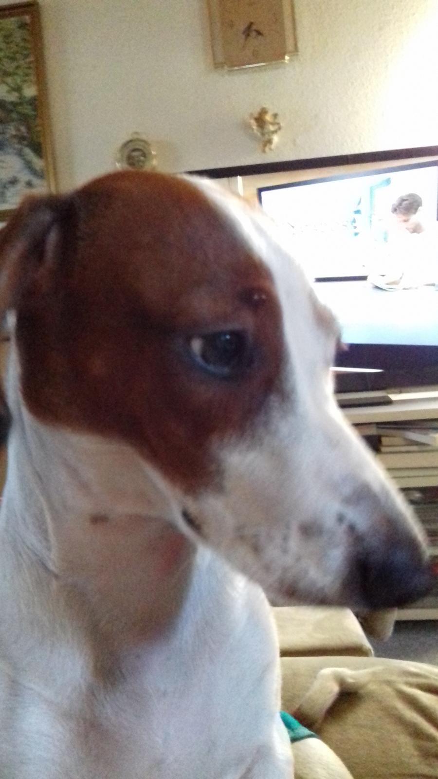 Blanding af racer Trunte  billede 1