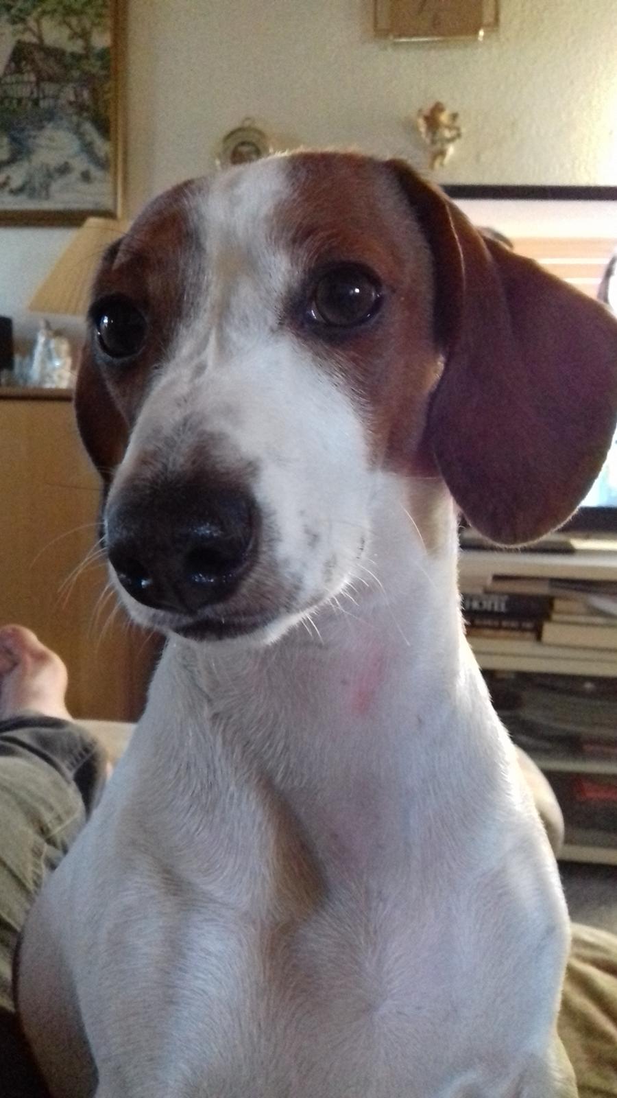 Blanding af racer Trunte  billede 3