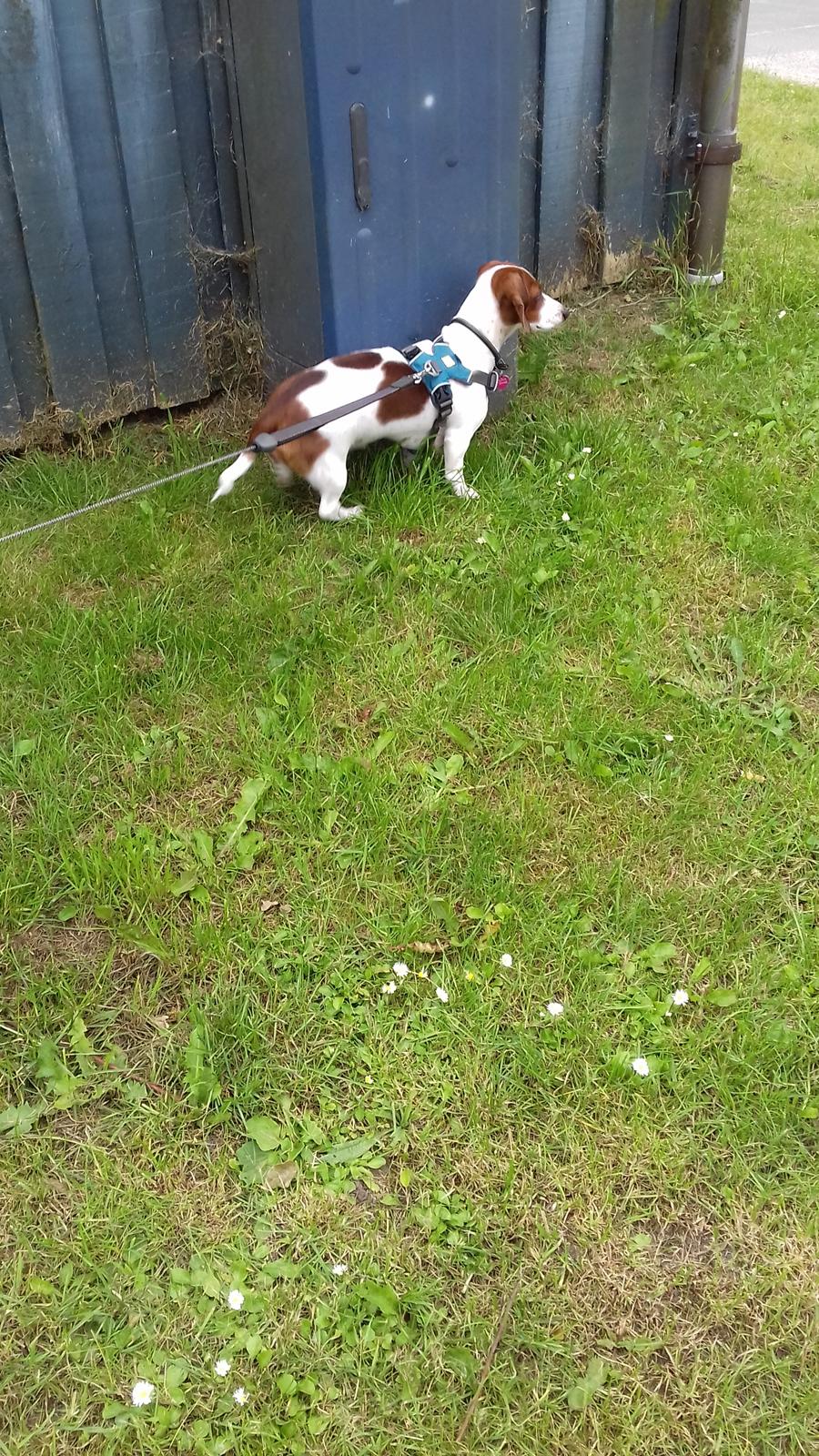 Blanding af racer Trunte  billede 4