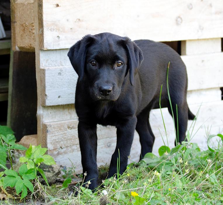 Labrador retriever Pinnmoors Perry Tequila billede 12