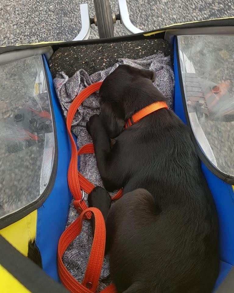 Labrador retriever Pinnmoors Perry Tequila - Efter løbetur får man lov til at få "låget" af :-)  billede 16