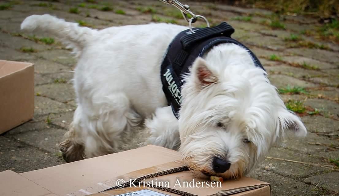 West highland white terrier Hanks billede 2