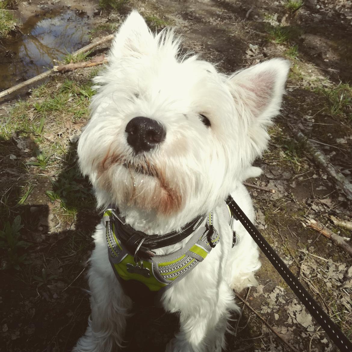 West highland white terrier Hanks billede 5