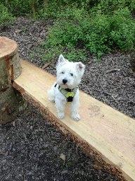 West highland white terrier Hanks billede 6