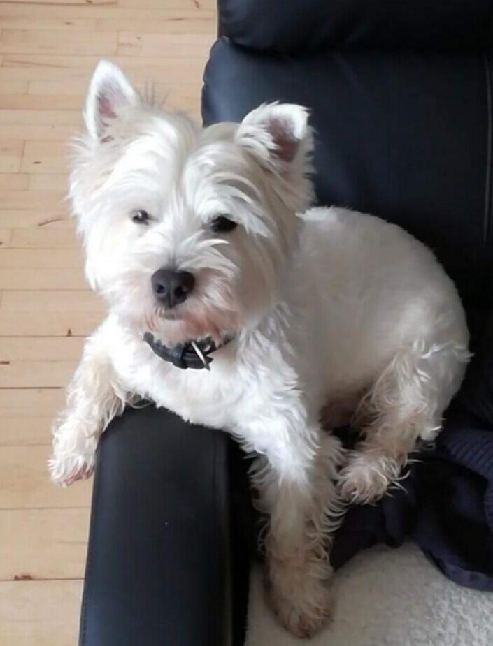 West highland white terrier Hanks billede 1