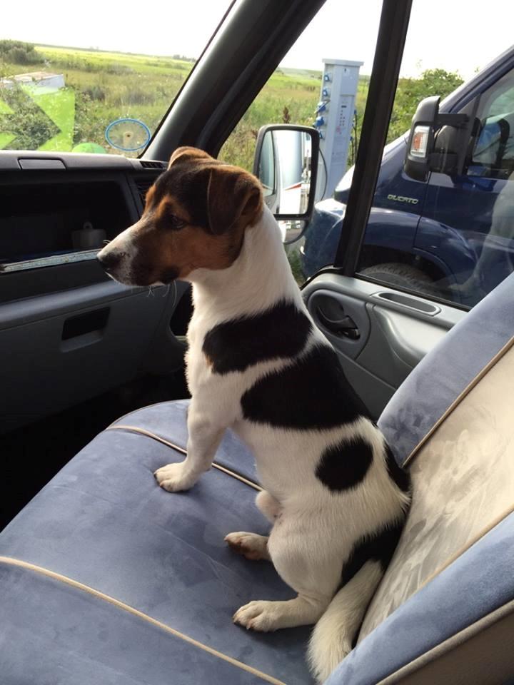 Jack russell terrier Amy's Choice Jaqen H'ghar billede 10