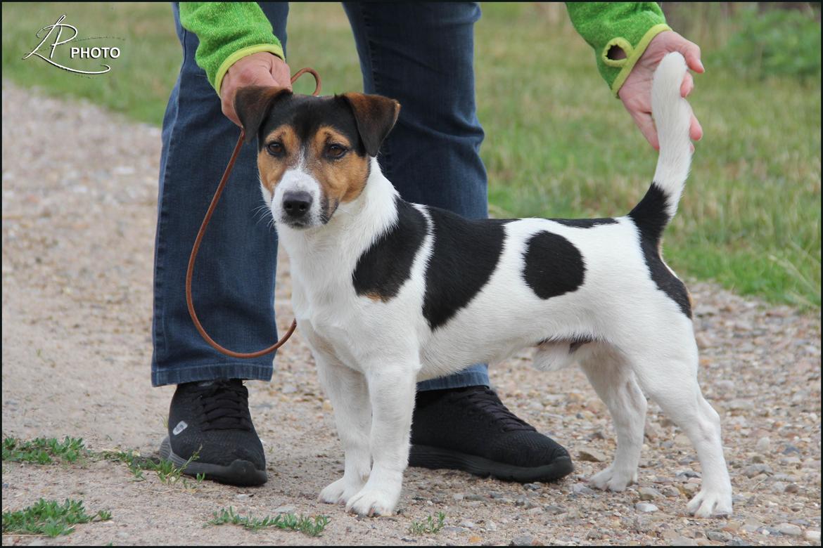 Jack russell terrier Amy's Choice Jaqen H'ghar billede 2