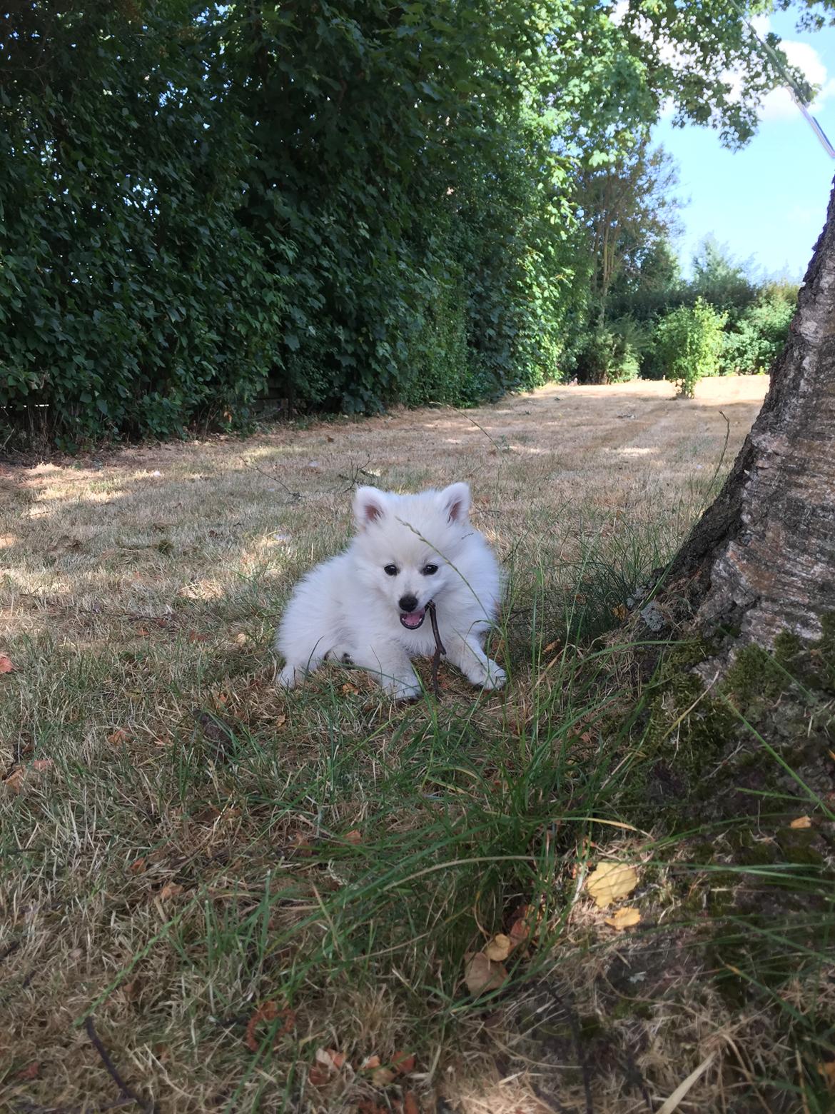 Kleinspitz Lille My billede 5