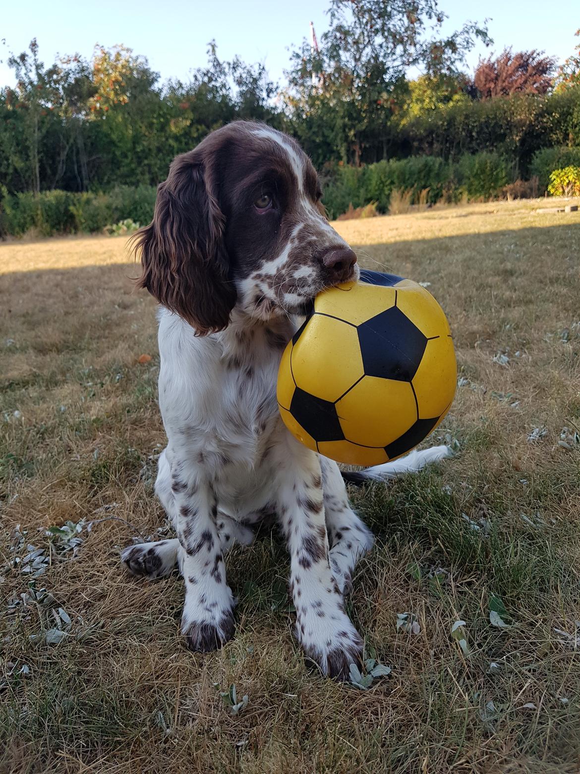 Engelsk springer spaniel Chili Love (Diamond Ring Love Of My Life) billede 2