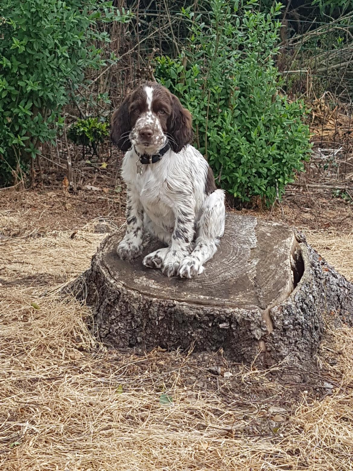 Engelsk springer spaniel Chili Love (Diamond Ring Love Of My Life) billede 6