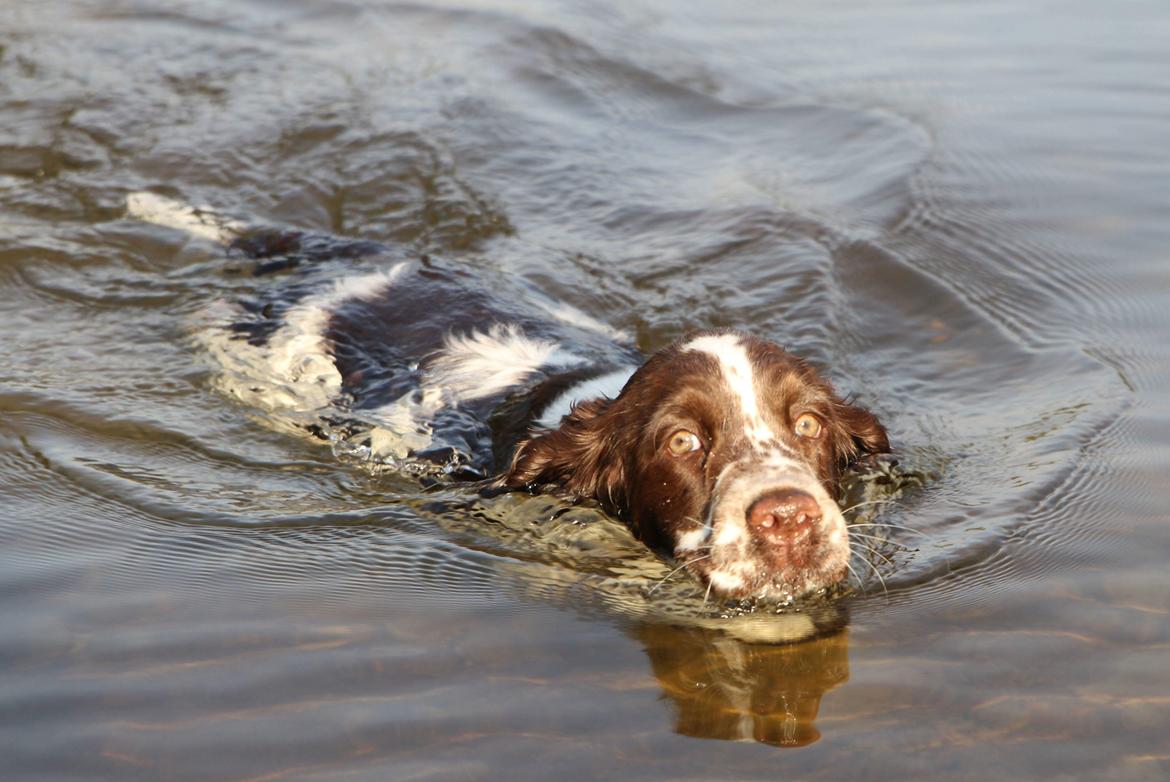 Engelsk springer spaniel Chili Love (Diamond Ring Love Of My Life) billede 11