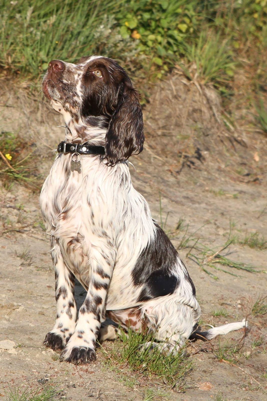 Engelsk springer spaniel Chili Love (Diamond Ring Love Of My Life) billede 13