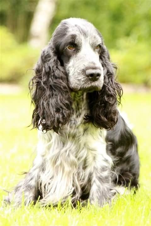 Cocker spaniel Coco Queen (Stardew's I was born to love you) billede 7