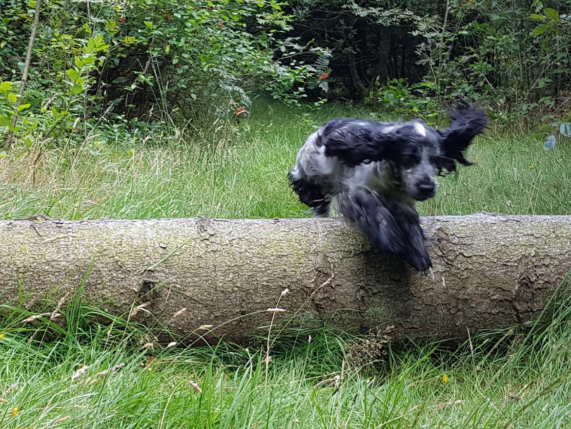 Cocker spaniel Coco Queen (Stardew's I was born to love you) billede 2