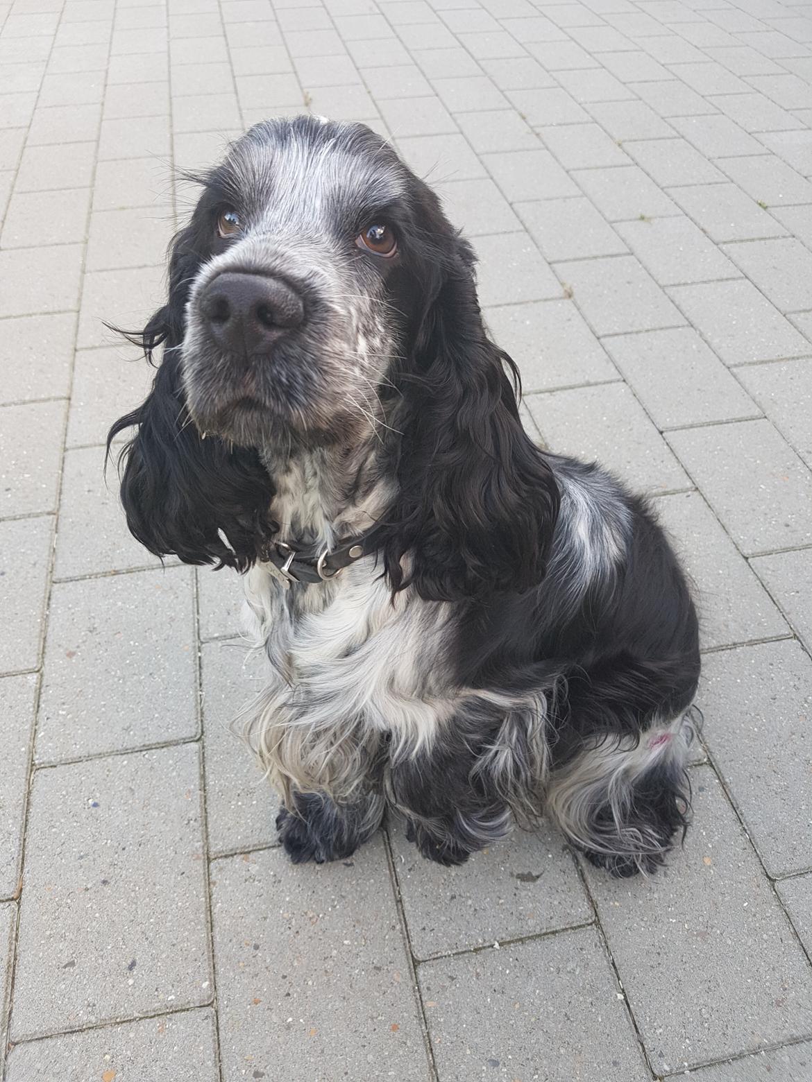 Cocker spaniel Coco Queen (Stardew's I was born to love you) billede 3