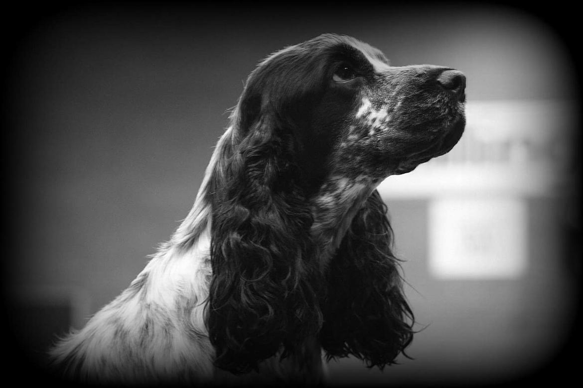 Cocker spaniel Coco Queen (Stardew's I was born to love you) billede 8