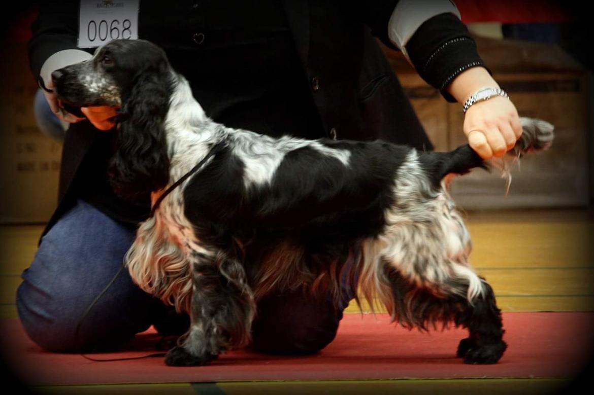Cocker spaniel Coco Queen (Stardew's I was born to love you) billede 9
