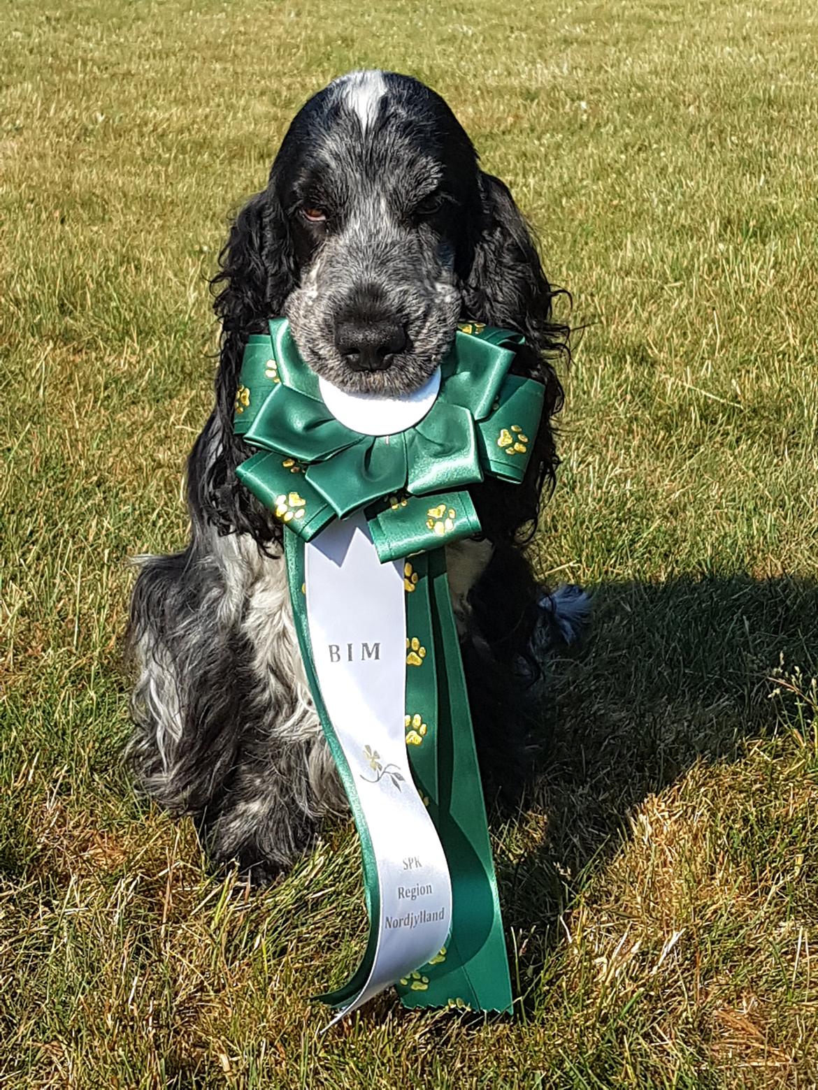 Cocker spaniel Coco Queen (Stardew's I was born to love you) billede 10
