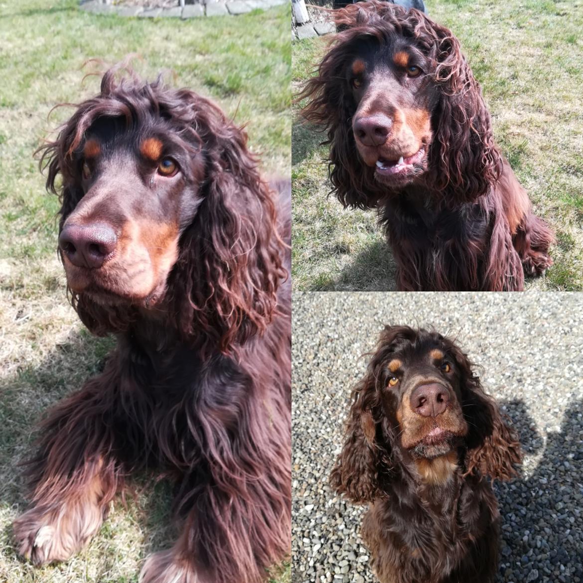 Cocker spaniel Bailey billede 42