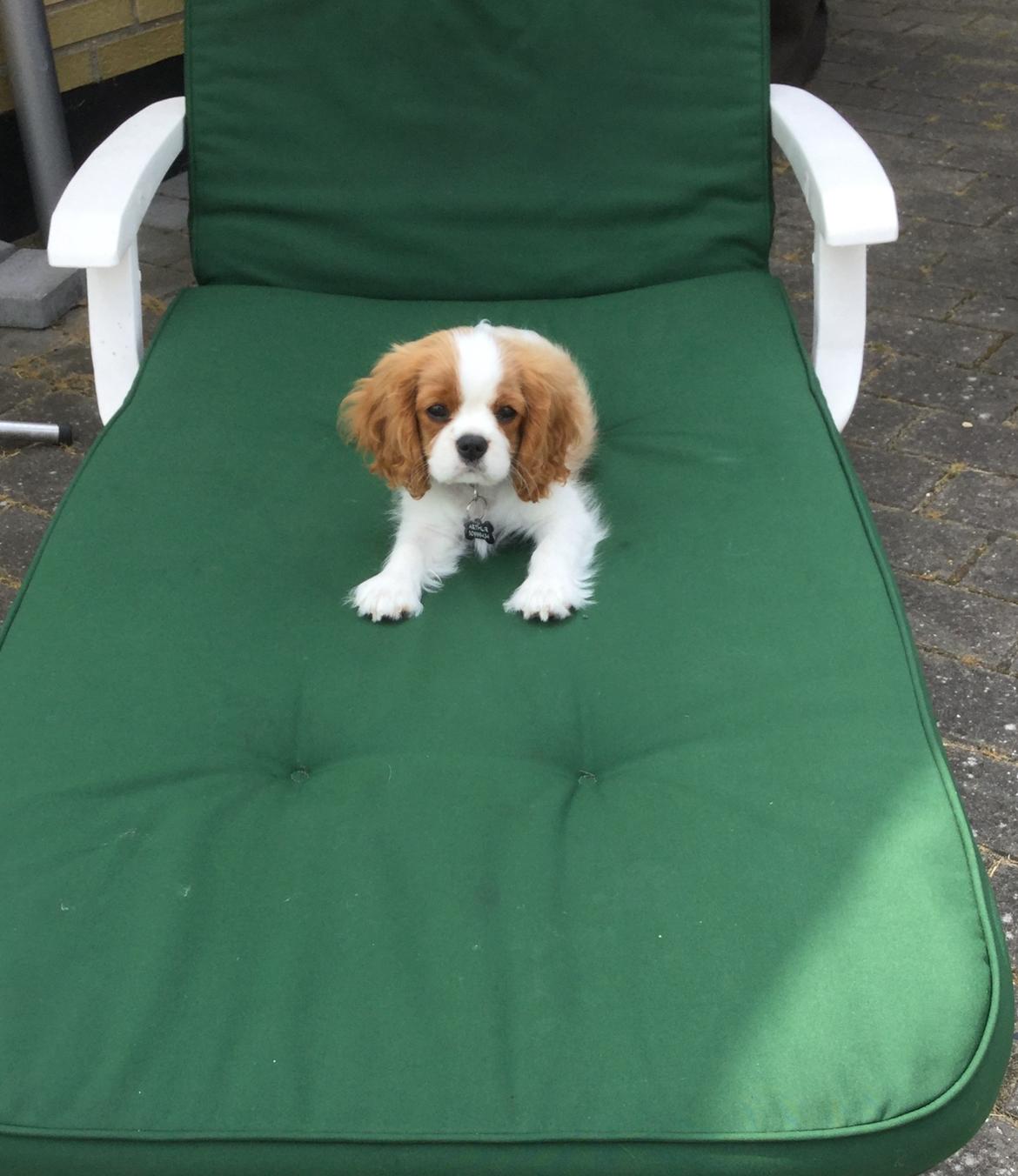 Cavalier king charles spaniel Arthur billede 13