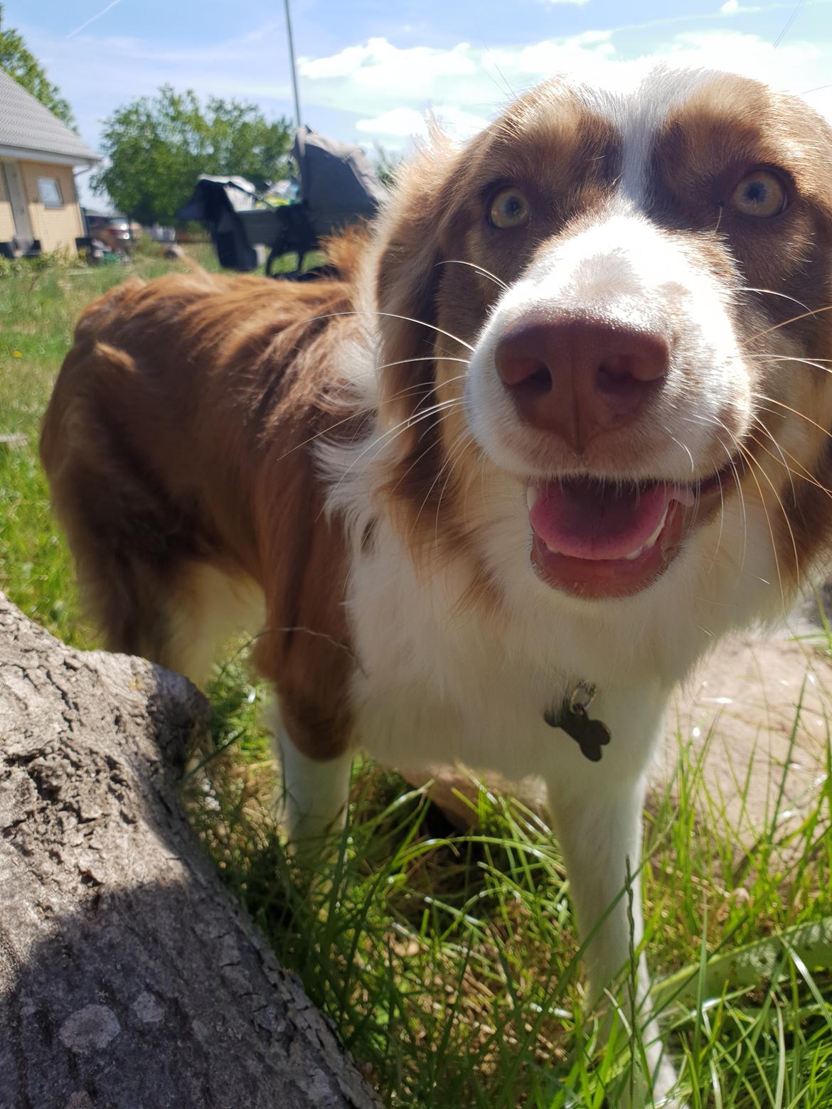 Australian shepherd Mocca [himmelhund] billede 23