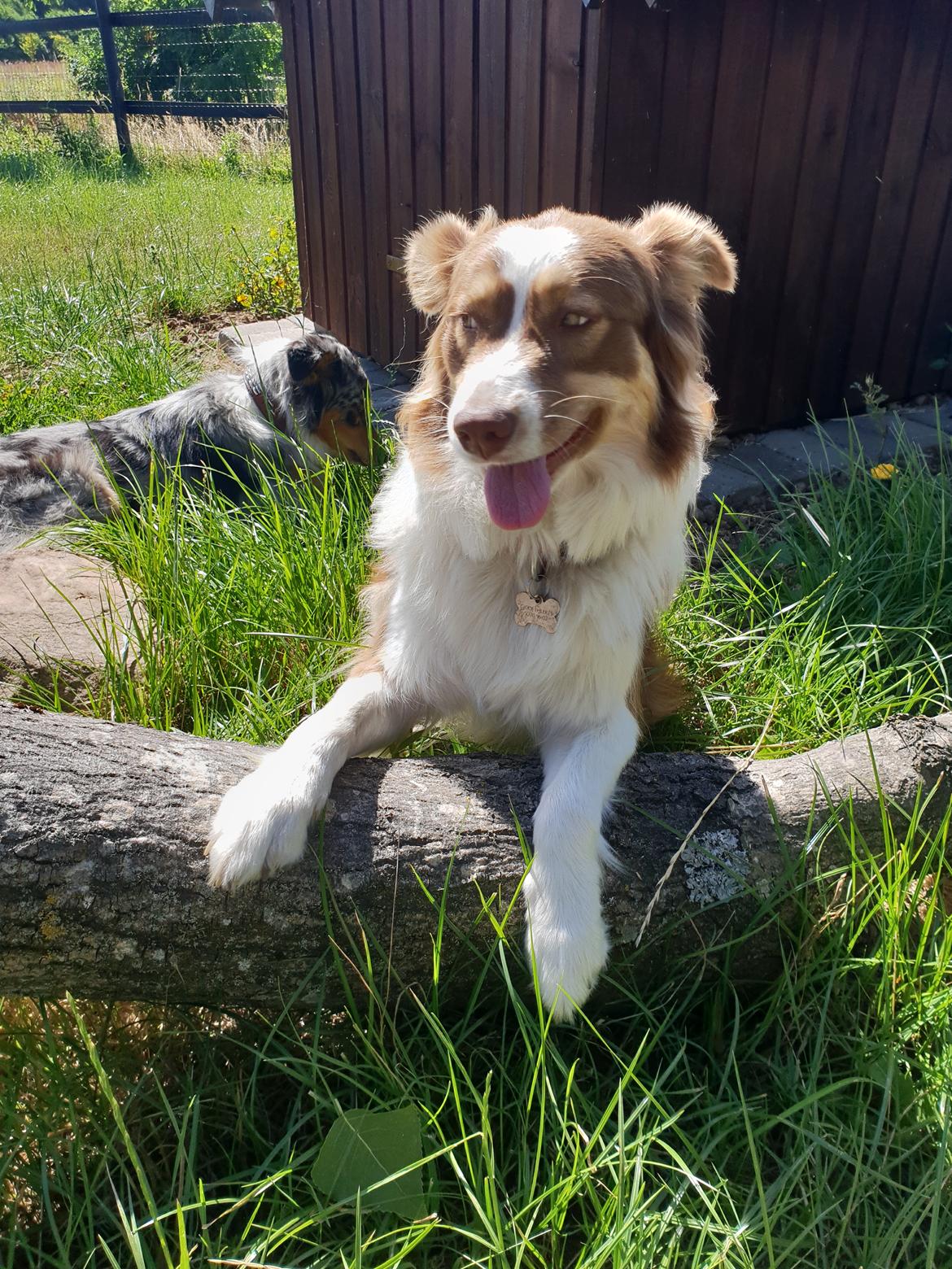 Australian shepherd Mocca [himmelhund] billede 18