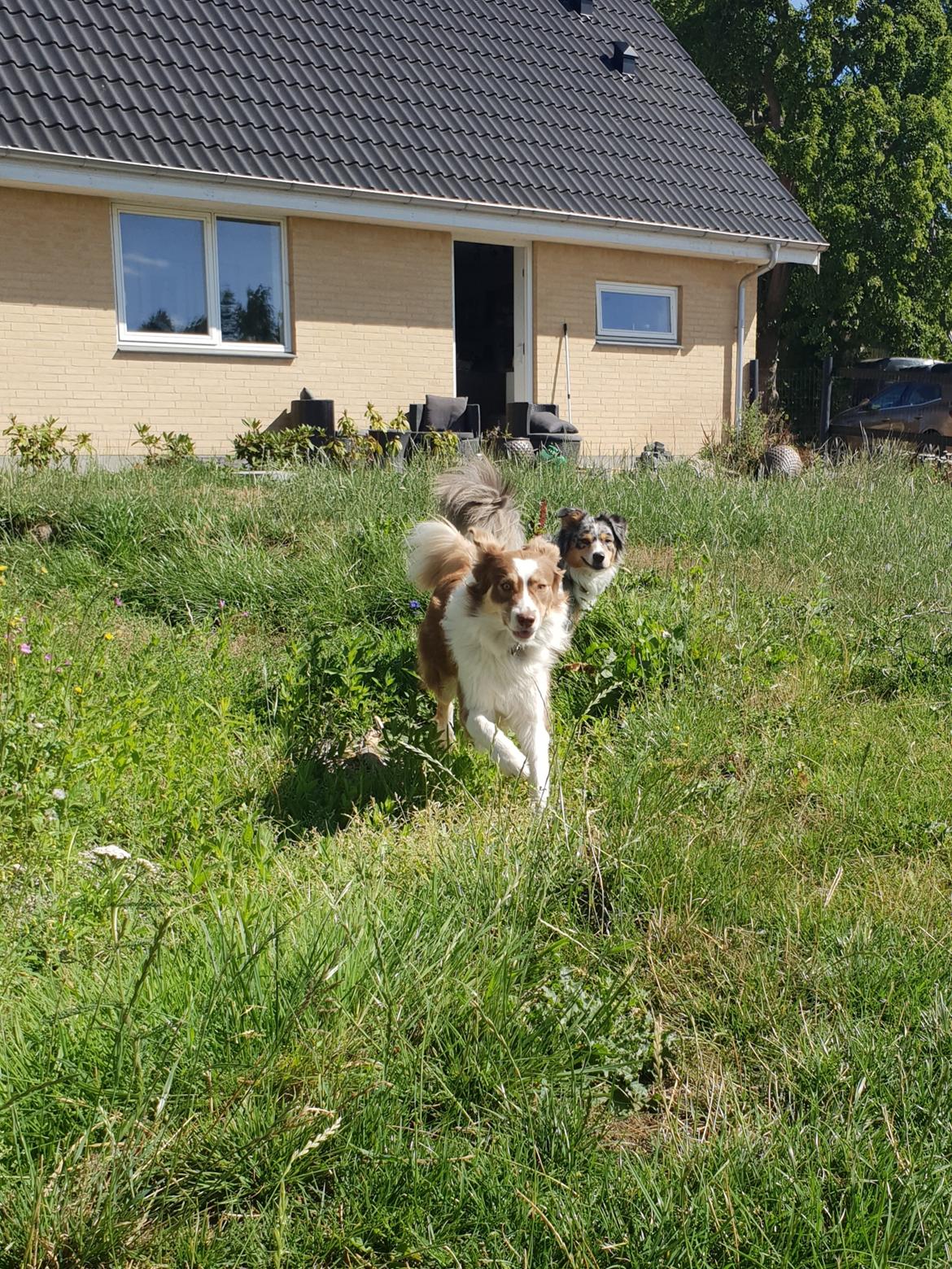 Australian shepherd Mocca [himmelhund] billede 24