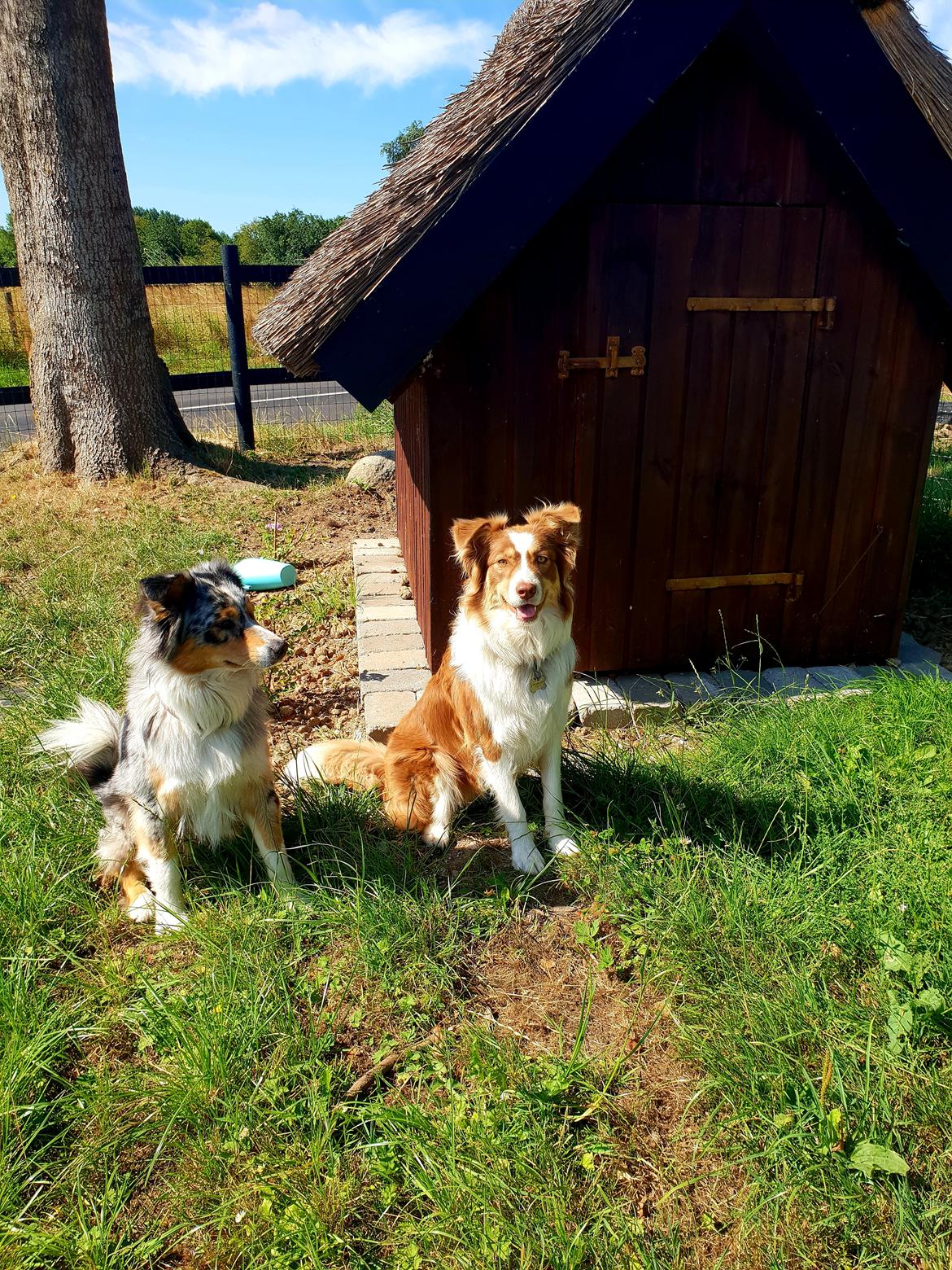 Australian shepherd Mocca [himmelhund] billede 15