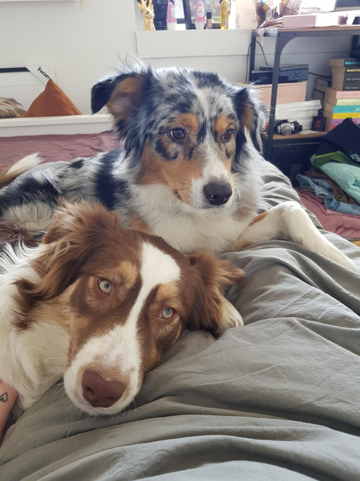 Australian shepherd Mocca [himmelhund] billede 32