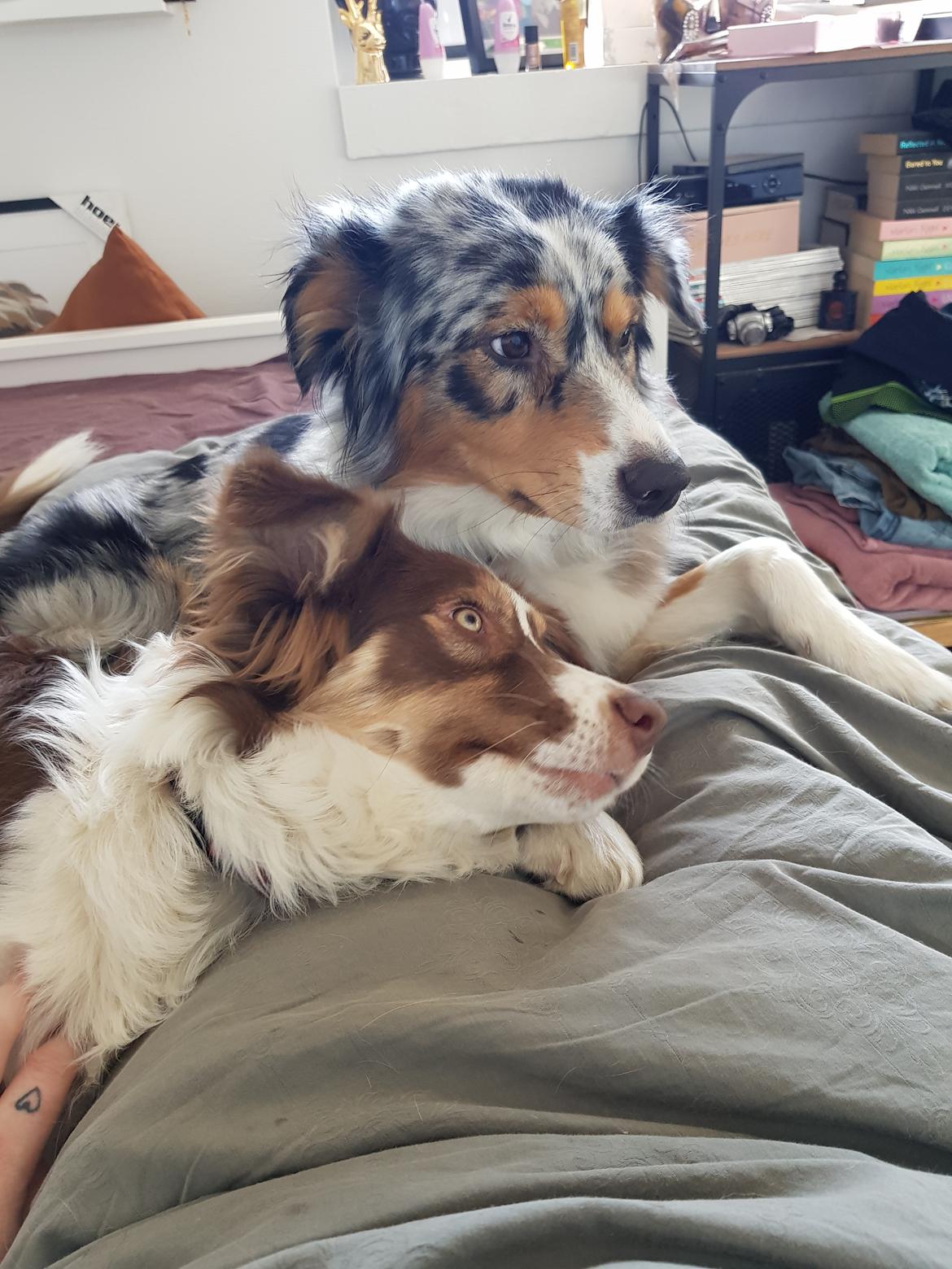 Australian shepherd Mocca [himmelhund] billede 38