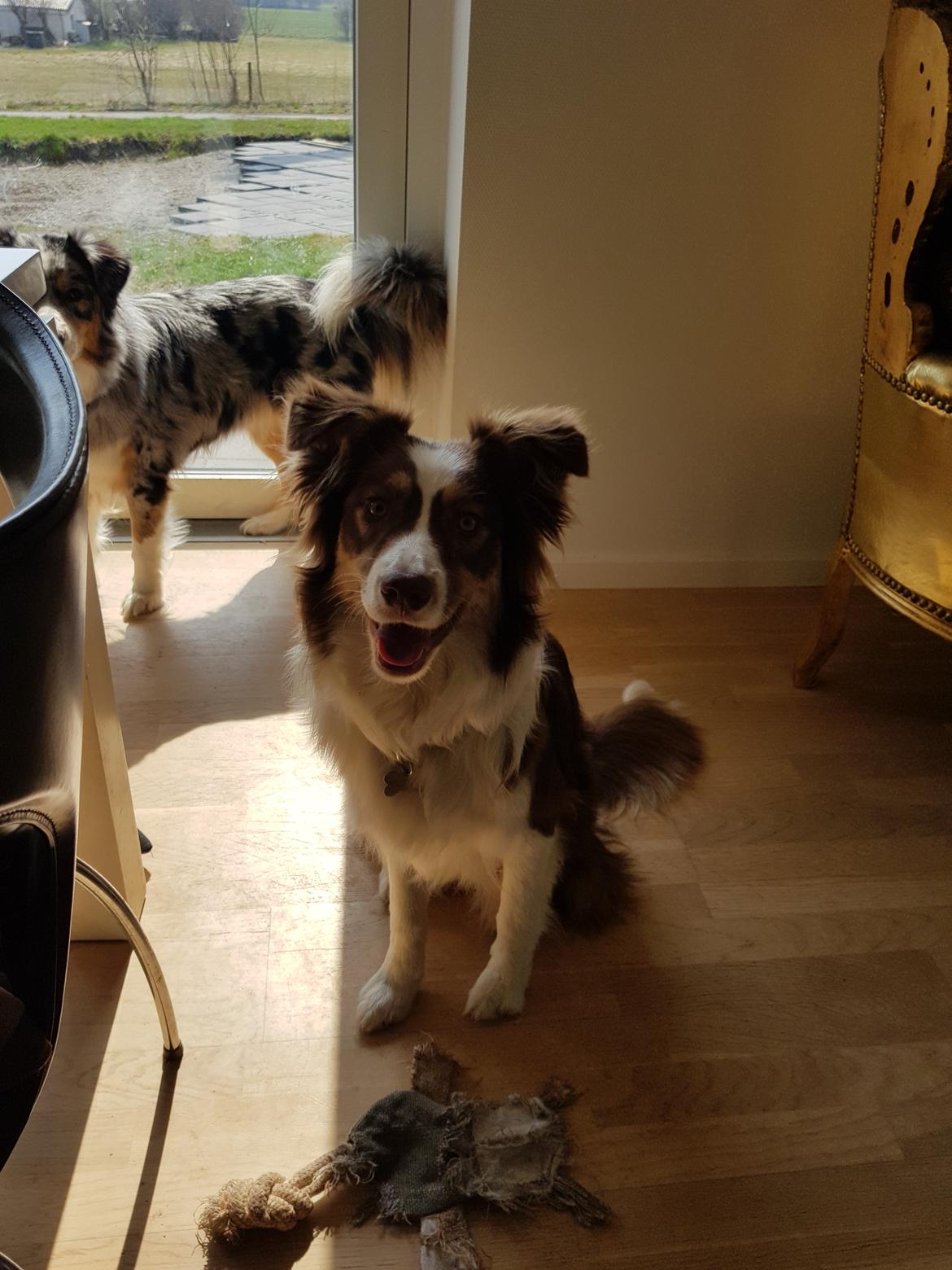 Australian shepherd Mocca [himmelhund] billede 44