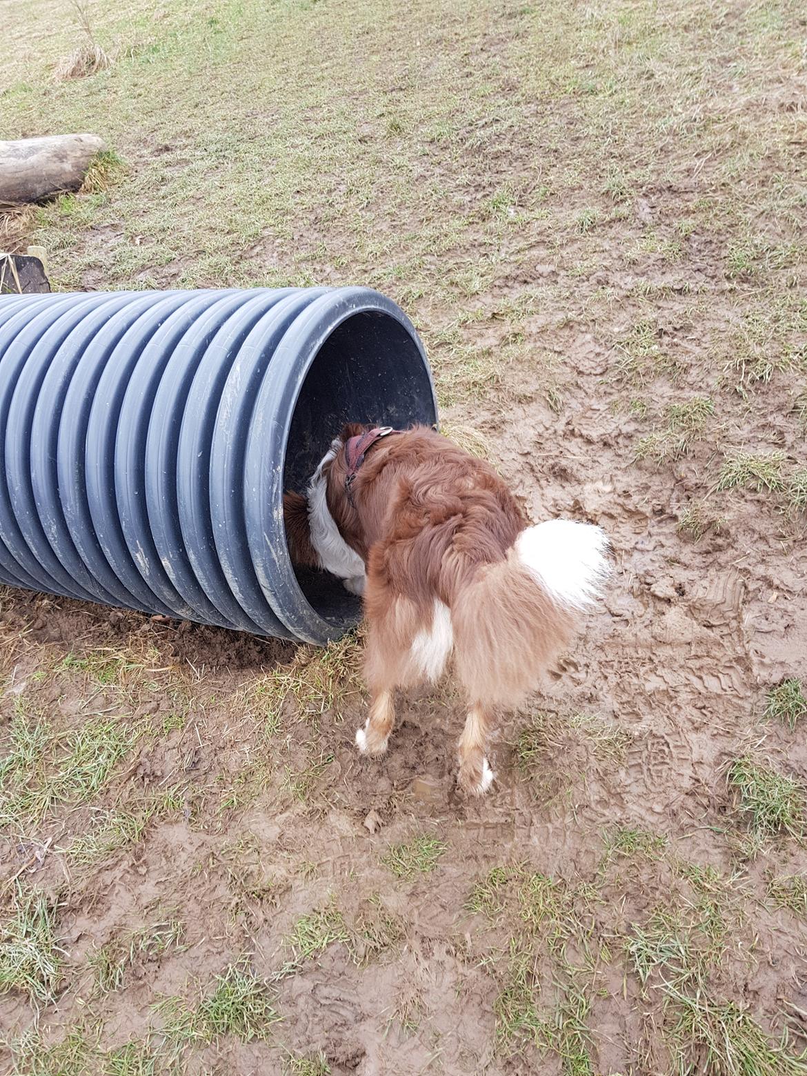 Australian shepherd Mocca [himmelhund] billede 45