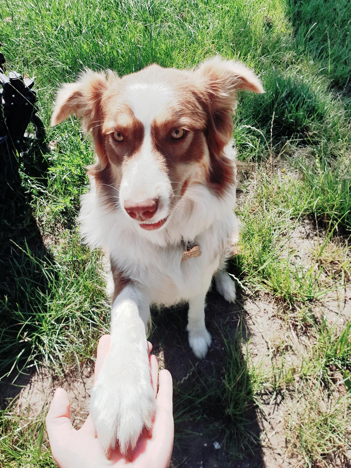 Australian shepherd Mocca [himmelhund] billede 17