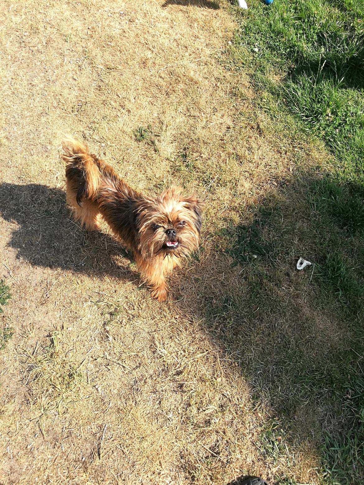 Griffon bruxellois Cayenne billede 1