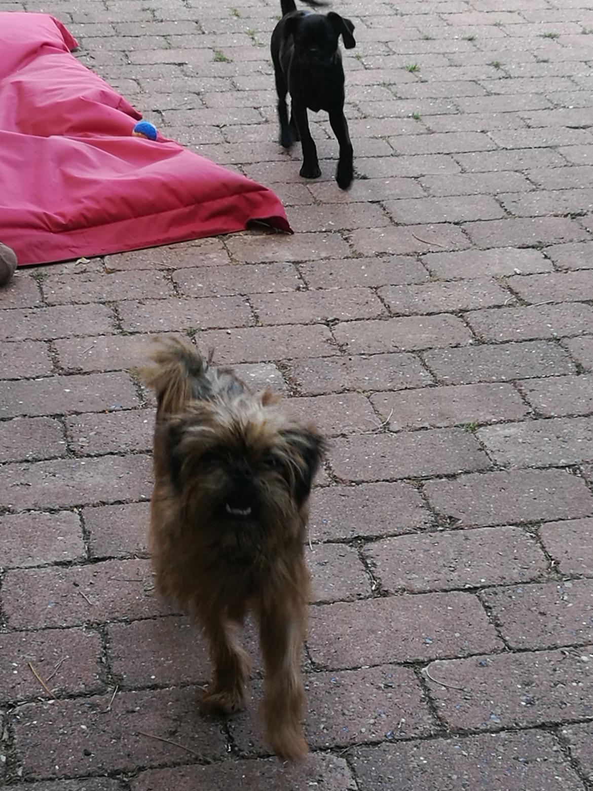 Griffon bruxellois Cayenne billede 2